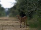 Puma Stands at the Edge of a Road