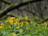 Marsh Marigolds  Caltha Palustris  Among Fallen Trees in a Wetland