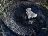 Deadly Cottonmouth Coiled in Aggressive Striking Posture