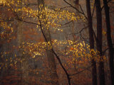 Trees in Autumn Hues in a Foggy Forest
