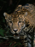 Portrait of a Jaguar's Face