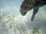 Jaguar Takes a Swim in the Clear Water Off the Shore of Cancun