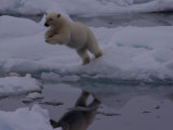 Polar Bear Leaping over a Gap in Arctic Ice