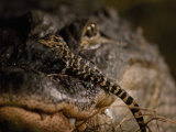 American Alligator Hatchling on Top of its Mother's Nose