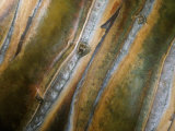 Close-up of the Colorful Trunk of a Pandamus Tree