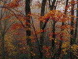Fog and Colorful Maple Leaves in Appalachian Forest on Paint Mt Road