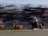Rodeo Cowboy Trying to Lasso a Running Steer