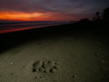 Jaguar Track on the Beach