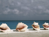Conch Shells Line a Wall Near the Sea