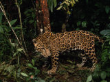Jaguar Named Boo Prowls the Grounds at the Belize Zoo