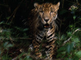 Jaguar Named Boo Approaches the Camera at the Belize Zoo