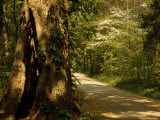 Shade-Dappled Dirt Road Through Lush Forest