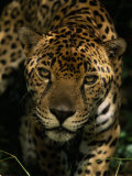 Jaguar (Panthera Onca) Inches Toward the Camera