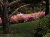 Compact Korean Rhododendrons in Bloom in a Japanese Garden