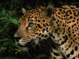 Close Up of a Jaguar's Head and Shoulders