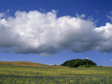 Cluster of Trees on a Hill under a Clear Blue Sky with Puffy Clouds
