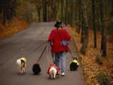 Woman Walks Her Army of Dogs Dressed in Colorful Raincoats