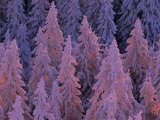 Snow Blanketed Fir Trees in Germany's Black Forest at Sunrise