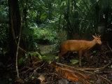 Red Brocket Deer Climbs Up the Bank from a Creek