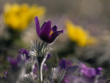 Close Up of Common Pasque and Pheasant's Eye Wildflowers in Bloom