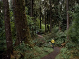 Hiker on a Forested Trail in the Olympic Peninsula