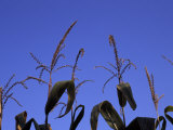 Tassels Atop Tall Corn Plants Against a Blue Sky