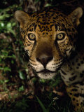 Portrait of a Jaguar's Face