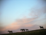 Three Horses and a Colt on a Hillside at Twilight