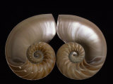 Nautilus Shell Cut in Half to Reveal Compartments