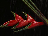 Close View of a Heliconia Flower