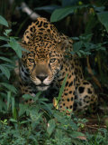 Jaguar Lurks in the Shadows