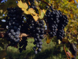 Close View of Black Grapes Growing on a Vine