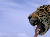 Jaguar Pants