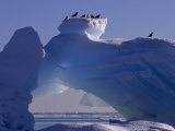 Kittiwakes Resting Atop an Iceberg with a Natural Arch