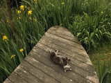 Cat Relaxing on a Wooden Deck Near Yellow Irises in Bloom