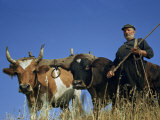 Farmer Holding Whip Stands Beside Two Yoked Oxen