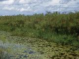 Papyrus Grows in Abundance Along a Canal Dotted with Water Lilies