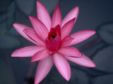 Beautiful Pink Lotus Blossom