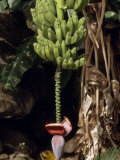 Bunch of Bananas with the Flower Hanging Below