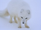 Close-up Portrait of a White Arctic Fox (Alopex Lagopus)