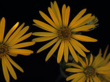 Yellow Shasta Daisies  Aster Aceae  Member of the Aster Family