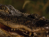 Newborn American Alligator on Top of its Mother's Nose