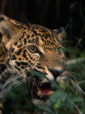 Portrait of a Jaguar's Face