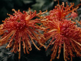 Red Spider Chrysanthemums Bathed in Sunlight