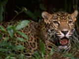 Jaguar Named Boo Rests at the Belize Zoo