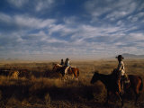 Cowboys on Horseback Among Cattle