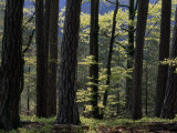 Woodland View of Pine Trees and Beech Trees with Spring Foliage