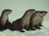 River Otter Family  Montana