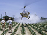 Men Watch Hovering Helicopter Spray Insecticide on Pepper Field