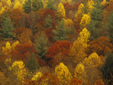 Scenic Mountain Forest in Rich Autumn Colors